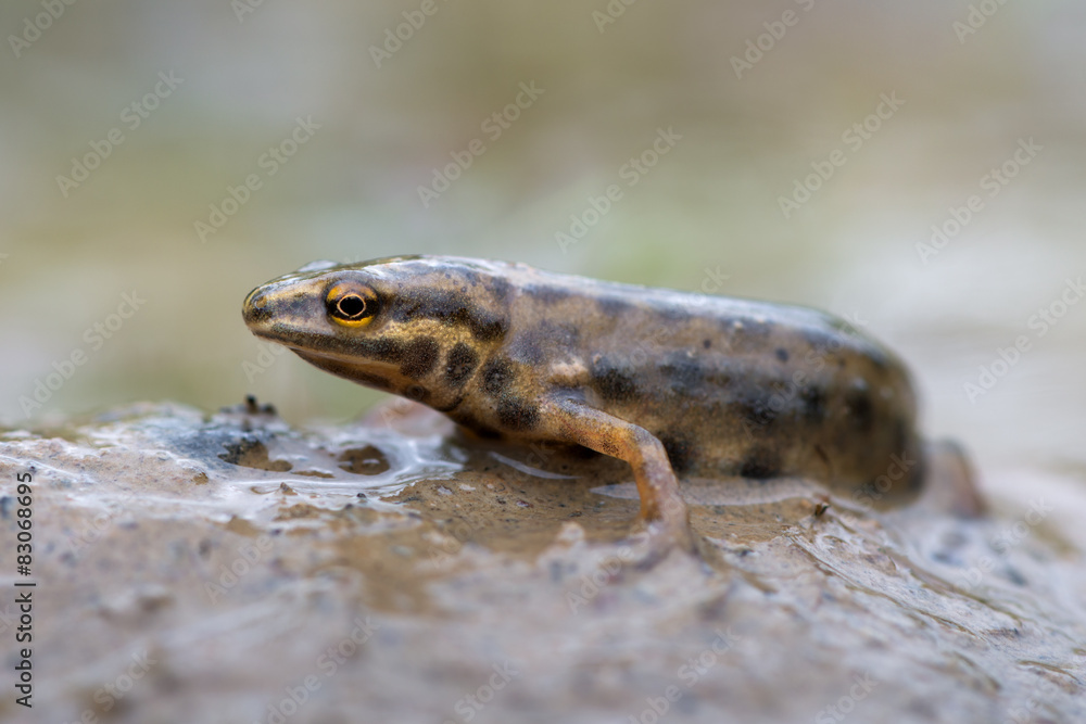 Fototapeta premium smooth newt