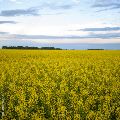 agricultural field