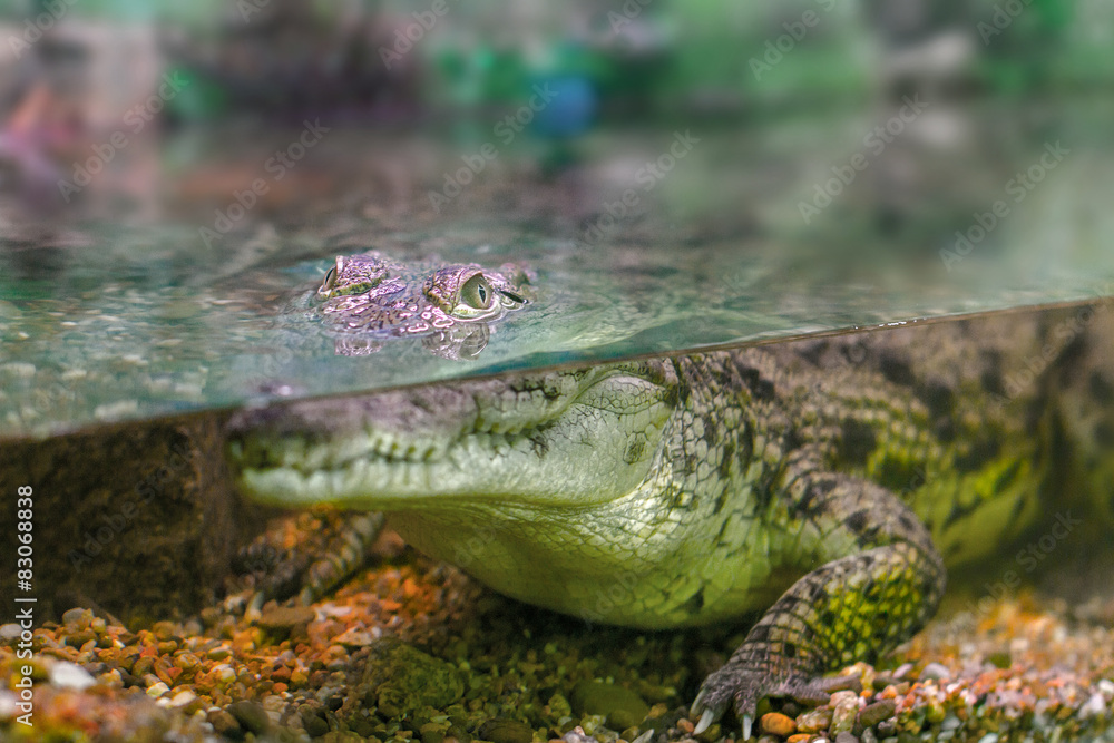 young crocodile staring out of the water
