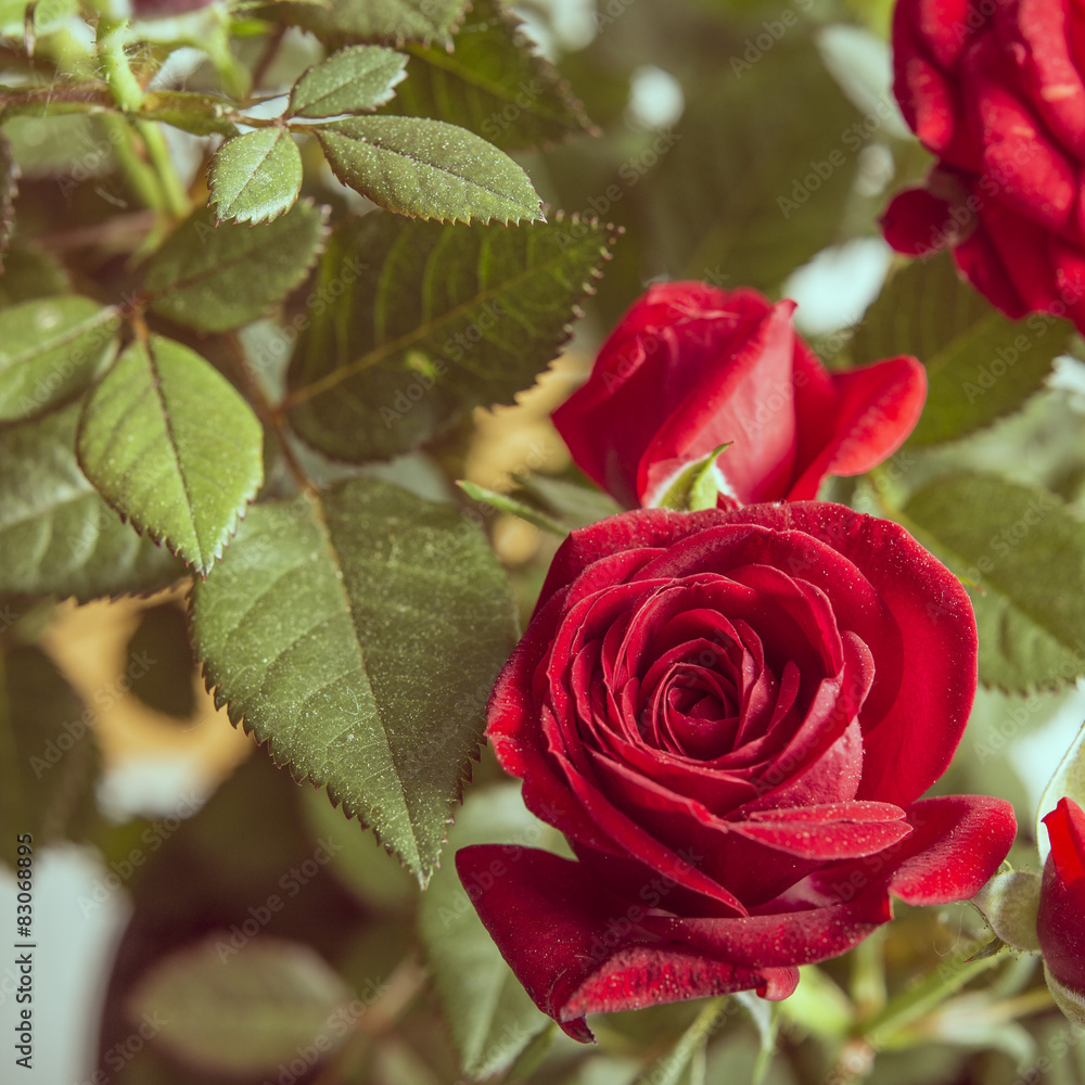 Fototapeta premium Red rose flower with green leaves close up
