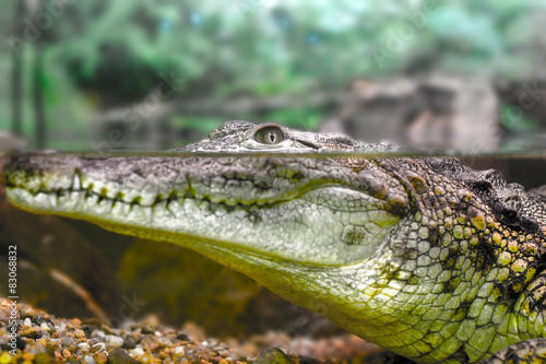 young crocodile staring out of the water