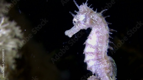 Short-snouted seahorse swimming in water column, close-up.
 photo