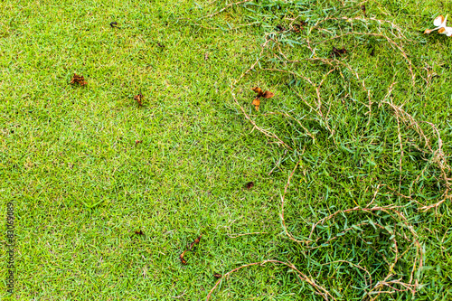 Εκτύπωση καμβά Grass with groundling