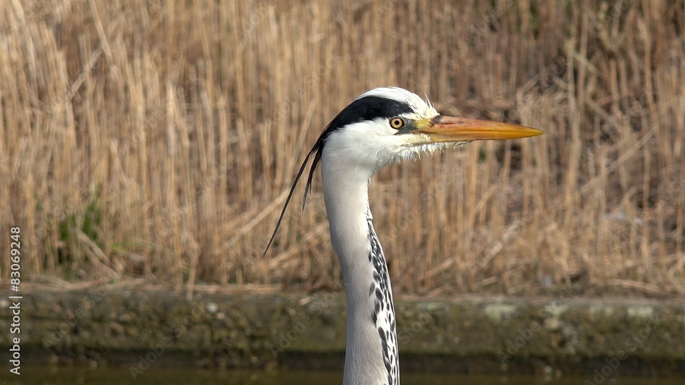 gray heron looking in the nature gray heron looking in the nature