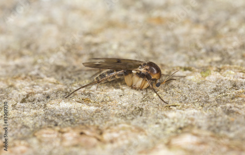 Fungus gnat, Mycetophilidae fly on wood