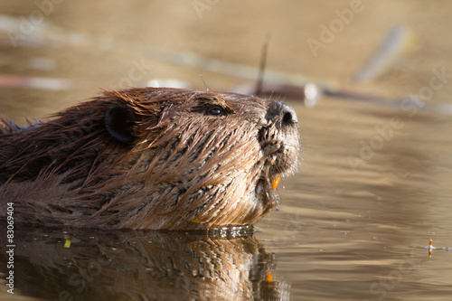 beaver © TSpider