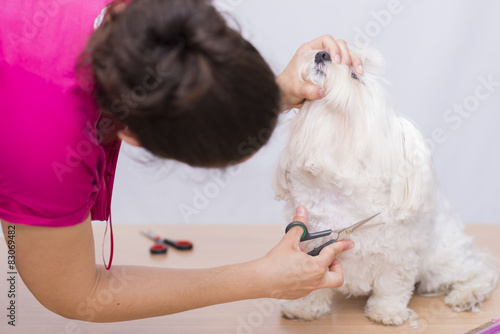 Corte de pelo canino.