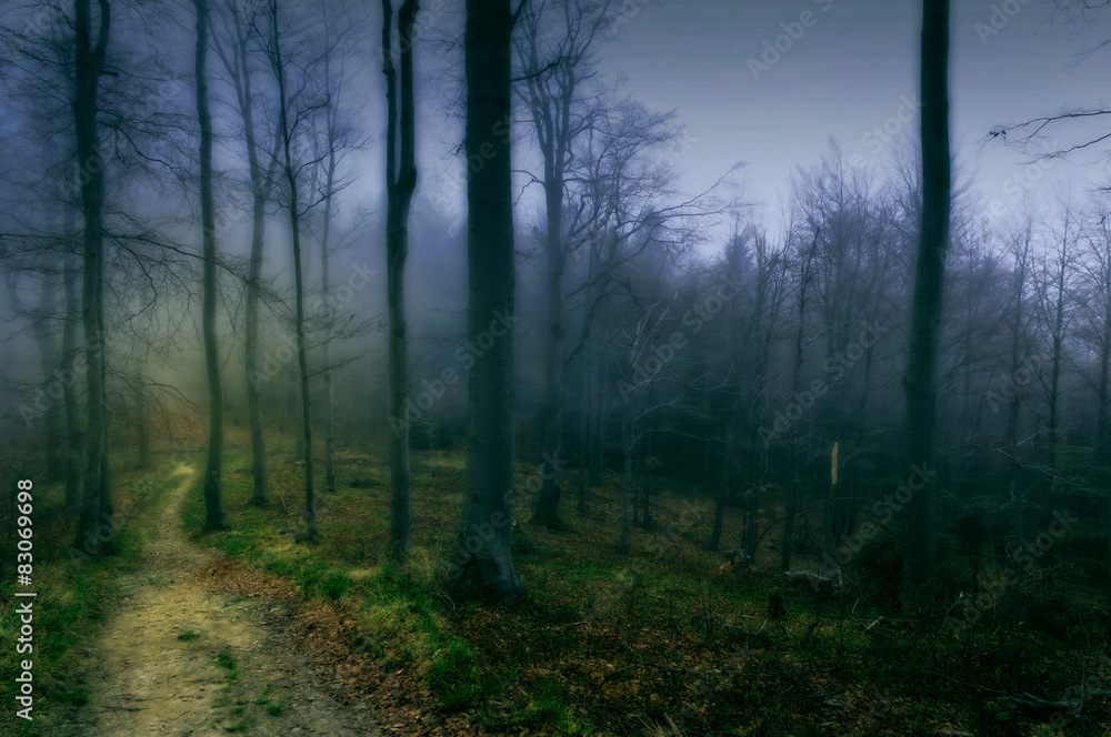 Ścieżka w magicznym niebieskim lesie - obrazy, fototapety, plakaty 