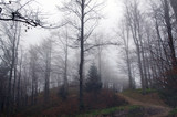 Wzgórze i zamglony las w Beskidach