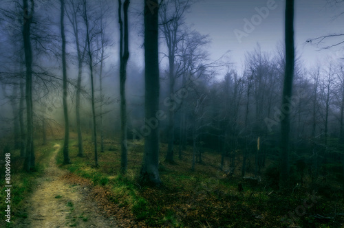 Ścieżka w magicznym niebieskim lesie
