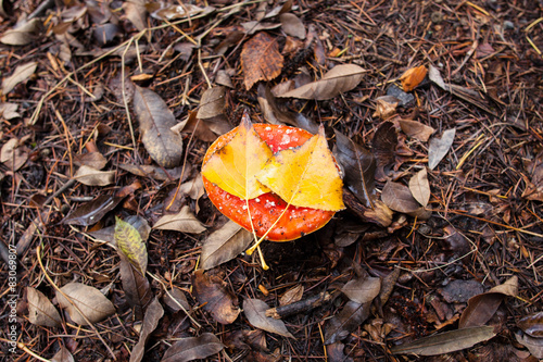 Amanita Muscaria mushroom with two yellow leafs on top photo