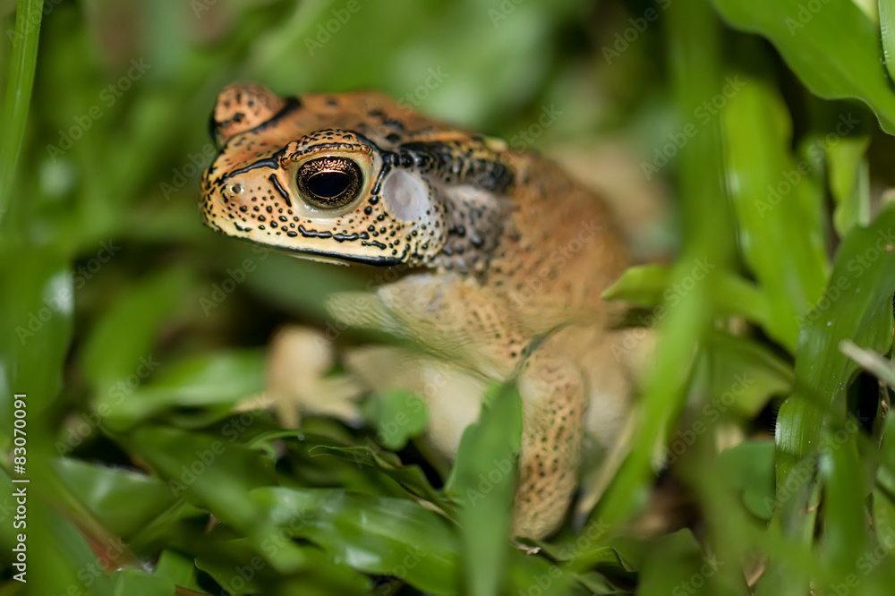 frog in the grass frog in the grass