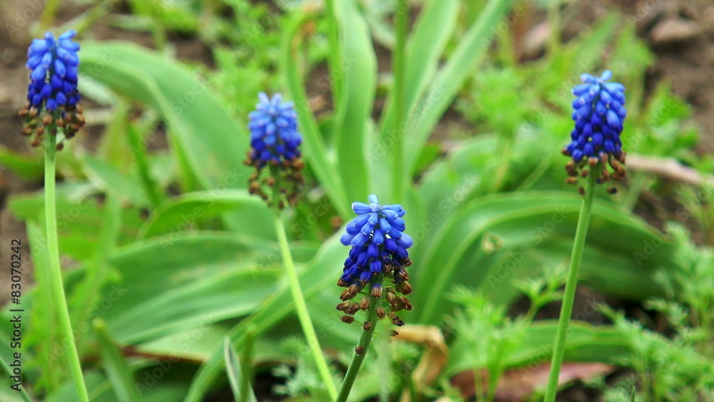 blue flowers blue flowers
