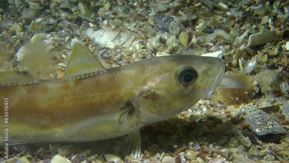 Whiting with tail of eaten fish sticking out of its mouth. Stock Video