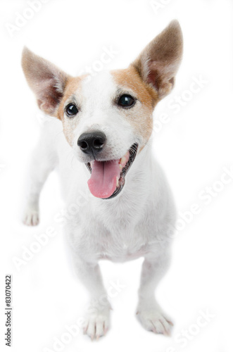 Jack russel portrait on white background