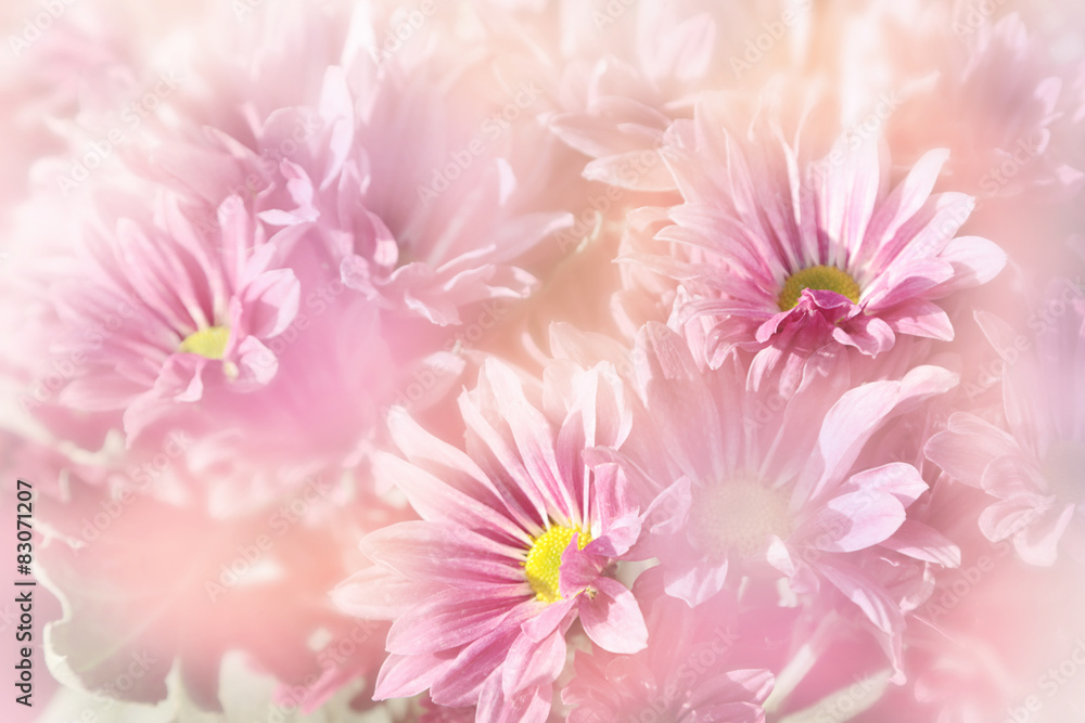 Floral background, pink flowers on blurred background
