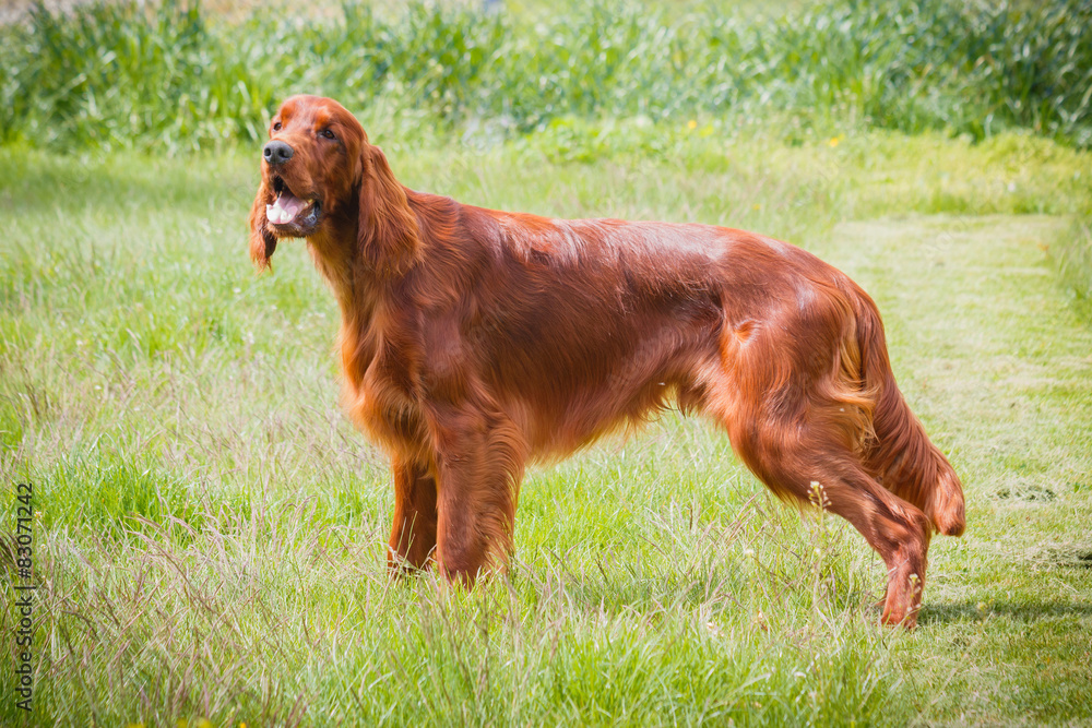 Obedient nice irish setter standing and waiting