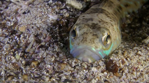 Greater weever buried in the sand, front view, close-up.
