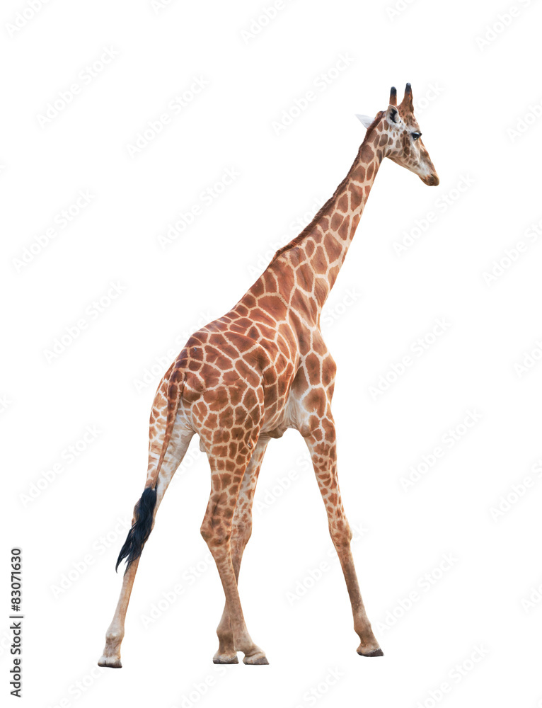 Fototapeta premium giraffe isolated