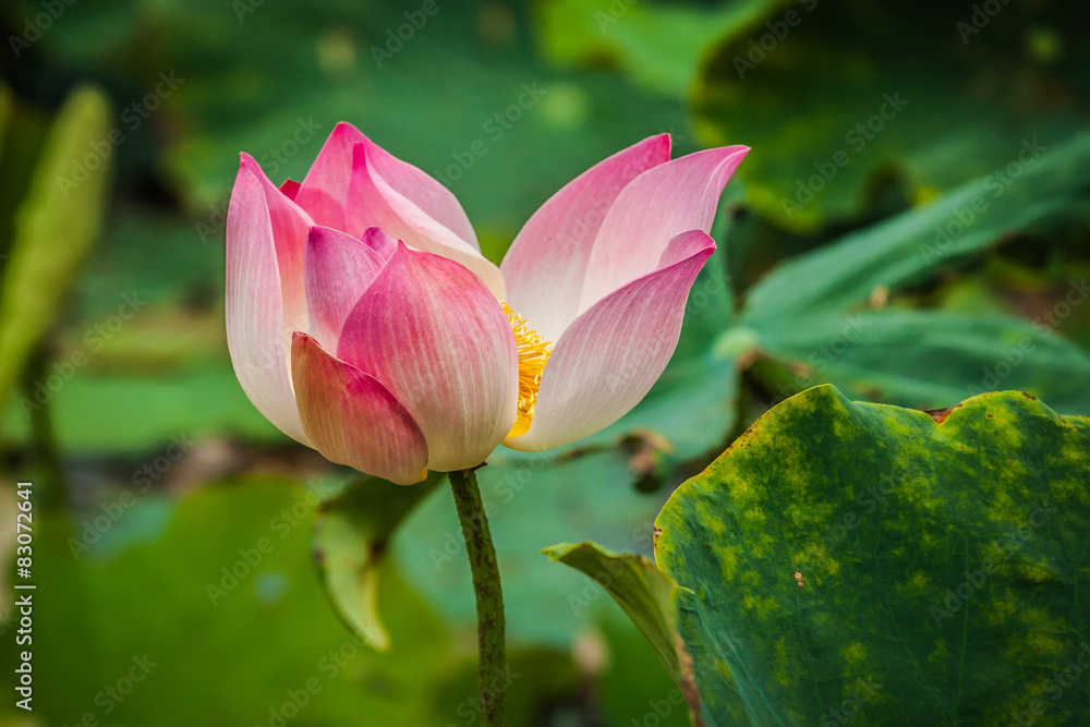 image of a lotus flower on the water image of a lotus flower on the water