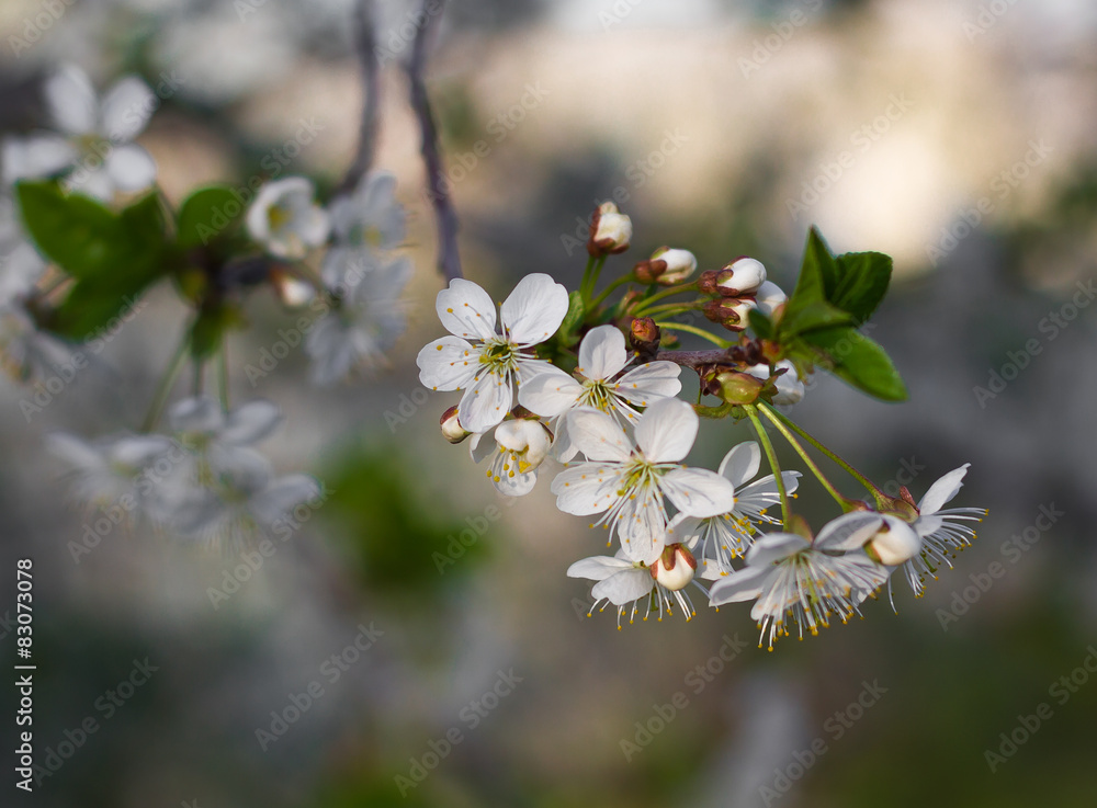 Obraz premium Spring Cherry Orchard