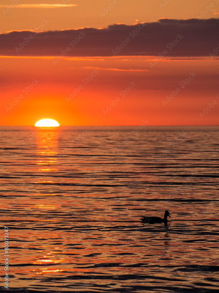 Ente im Sonnenuntergang an der Ostseeküste