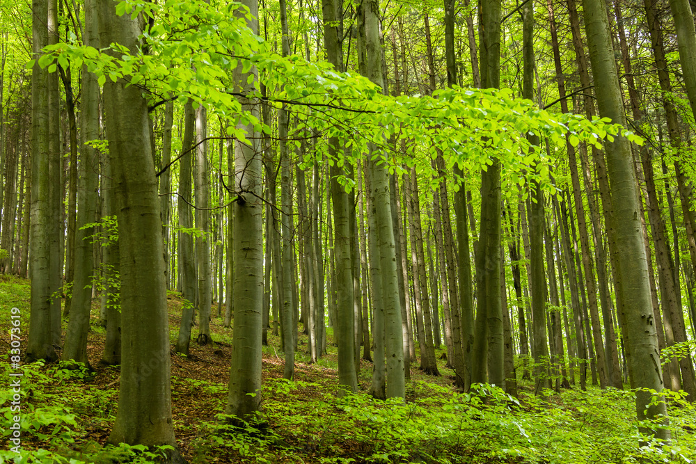 green forest in the spring green forest in the spring