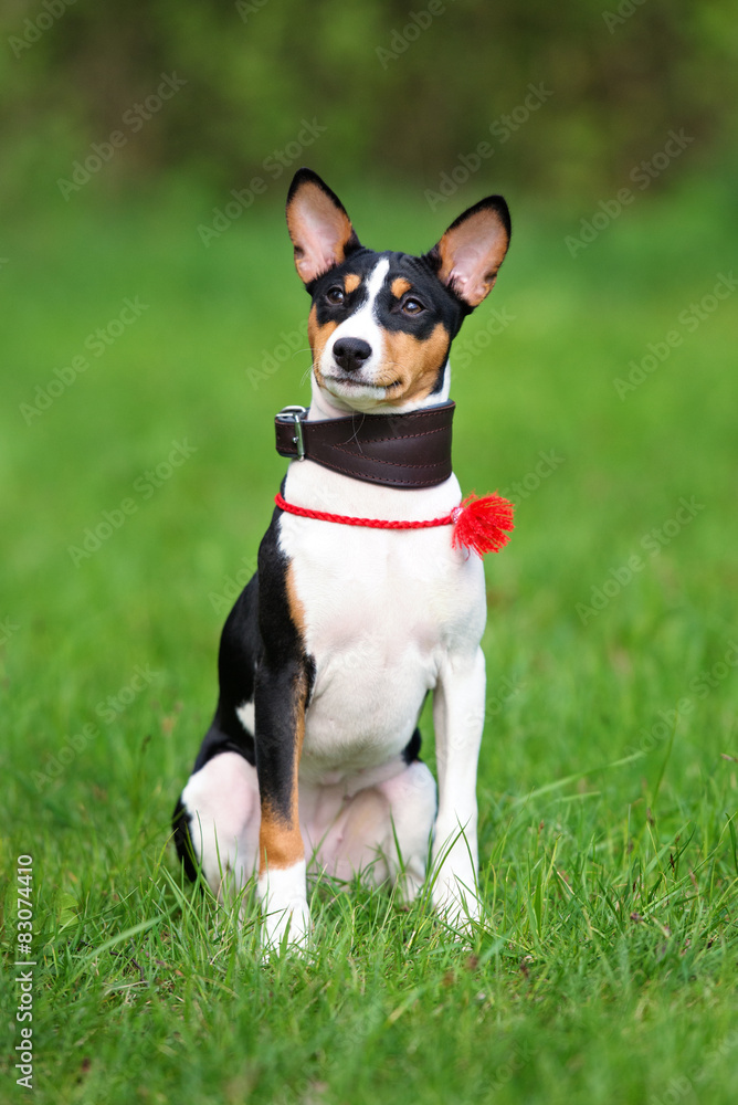 basenji puppy sitting on grass basenji puppy sitting on grass