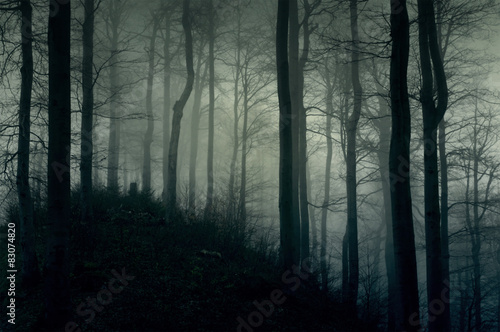 Ciemny, mroczny las w białej mgle