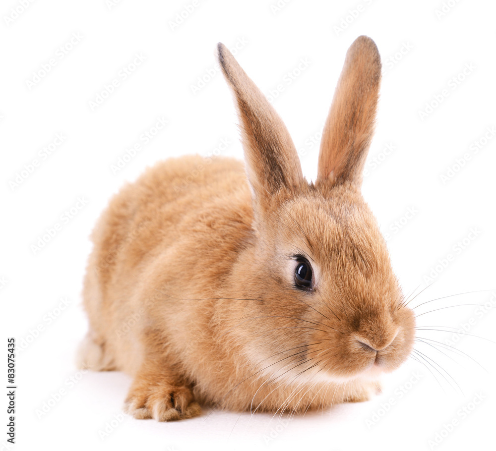 Little rabbit isolated on white Little rabbit isolated on white