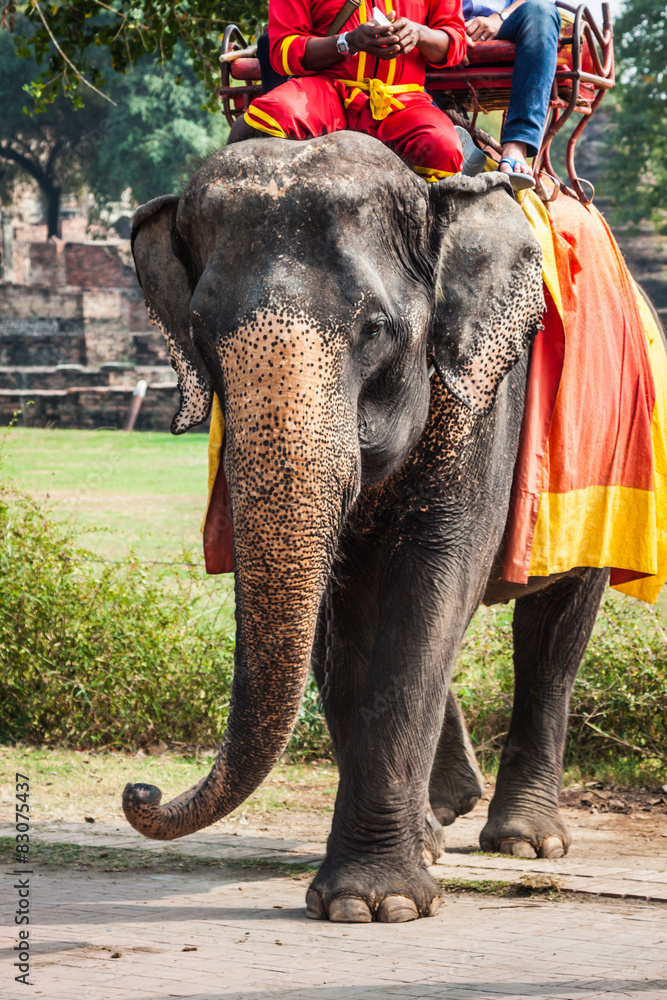 Fototapeta premium Tourists on an elefant ride around the Park in Ayutthaya,Thaila
