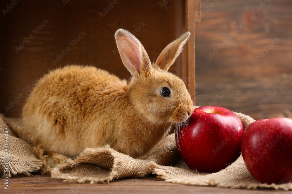 Fototapeta premium Little rabbit on wooden background