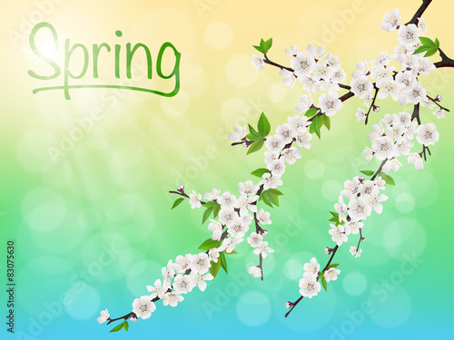 Spring blooming cherry branch with white flowers