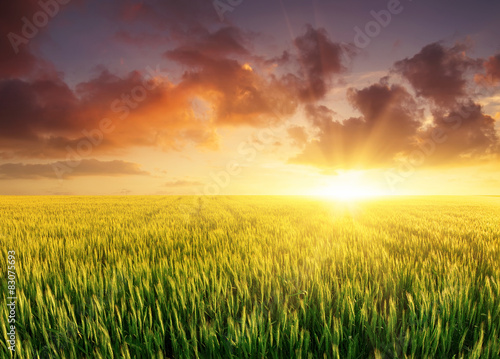 Filed during bright sunset. Agricultural landscape