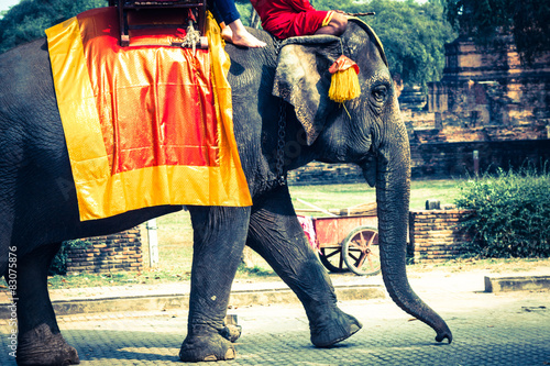  Tourists on an elefant ride around the Park in Ayutthaya,Thaila photo