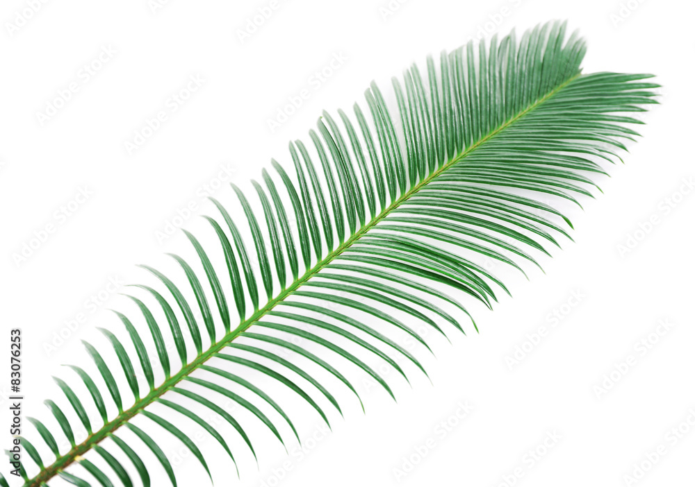 Fototapeta premium Green leaf of sago palm tree isolated on white