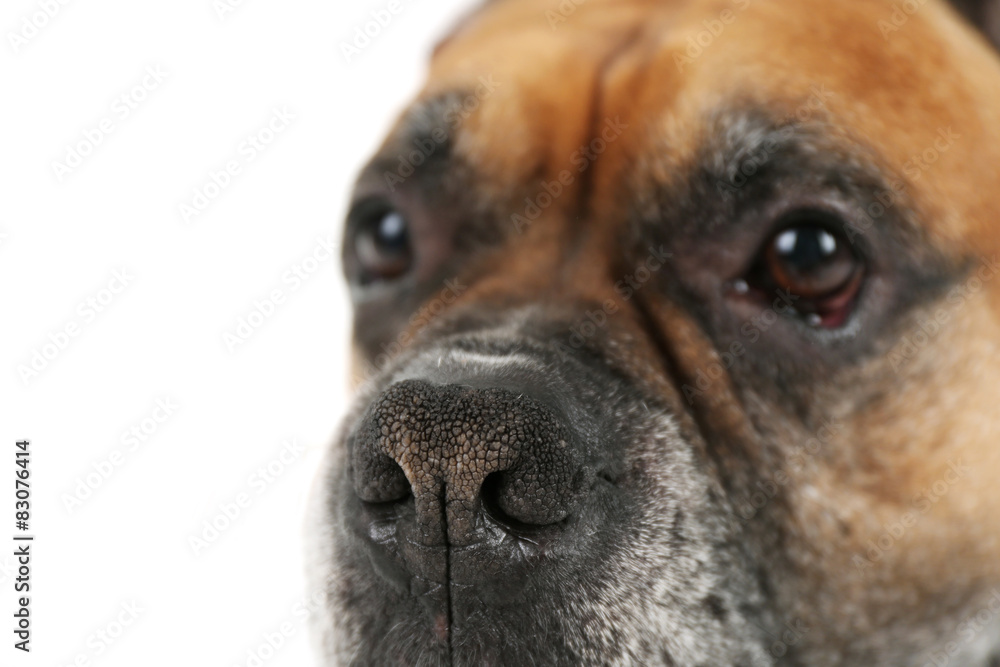 Boxer dog isolated on white background