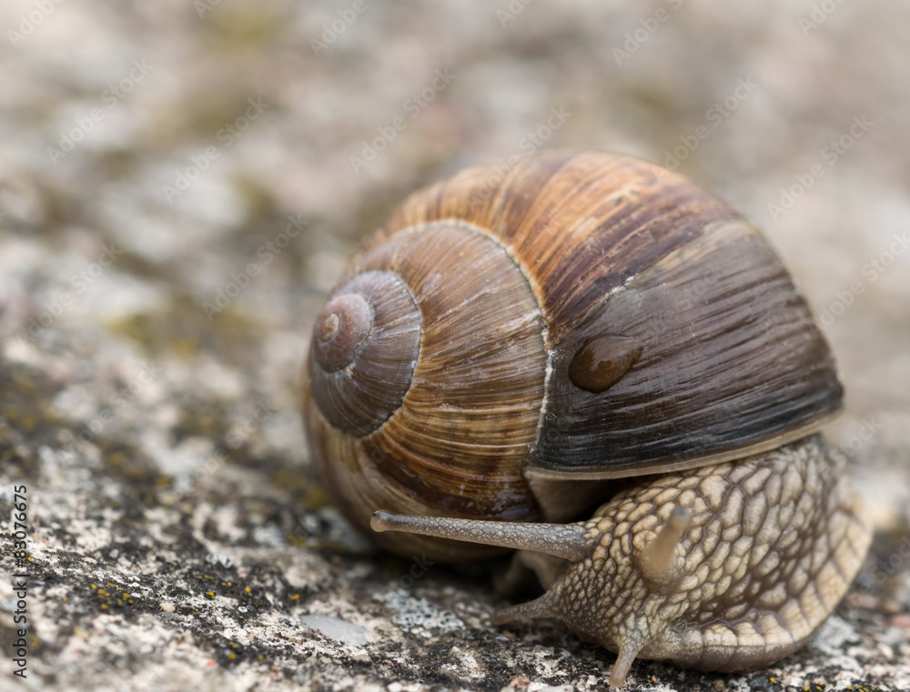 Snail Helix Pomatia on the rock in macro close-up photo. Snail Helix Pomatia on the rock in macro close-up photo.