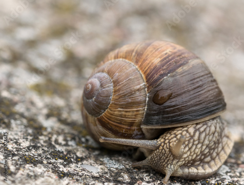 Snail Helix Pomatia on the rock in macro close-up photo.