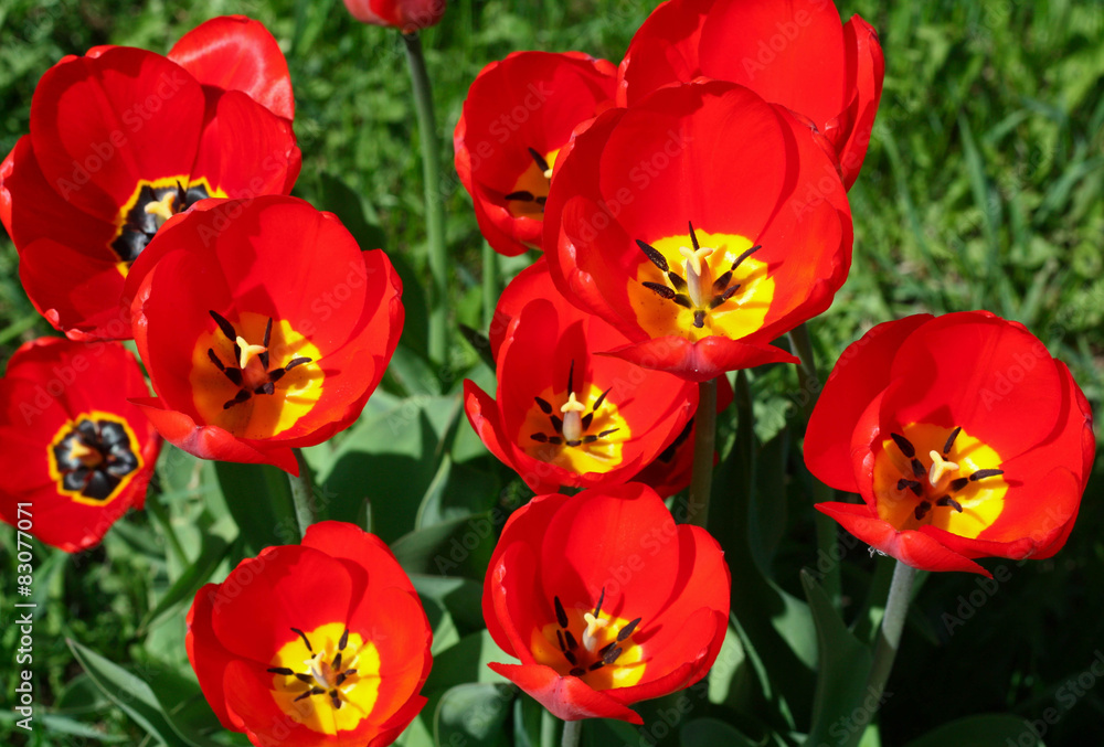 Fototapeta premium red tulips