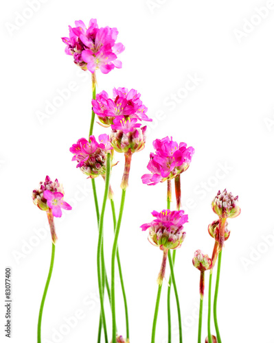 Beautiful pink flowers isolated on white