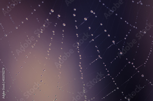 spider web over blue purple background © katarinagondova