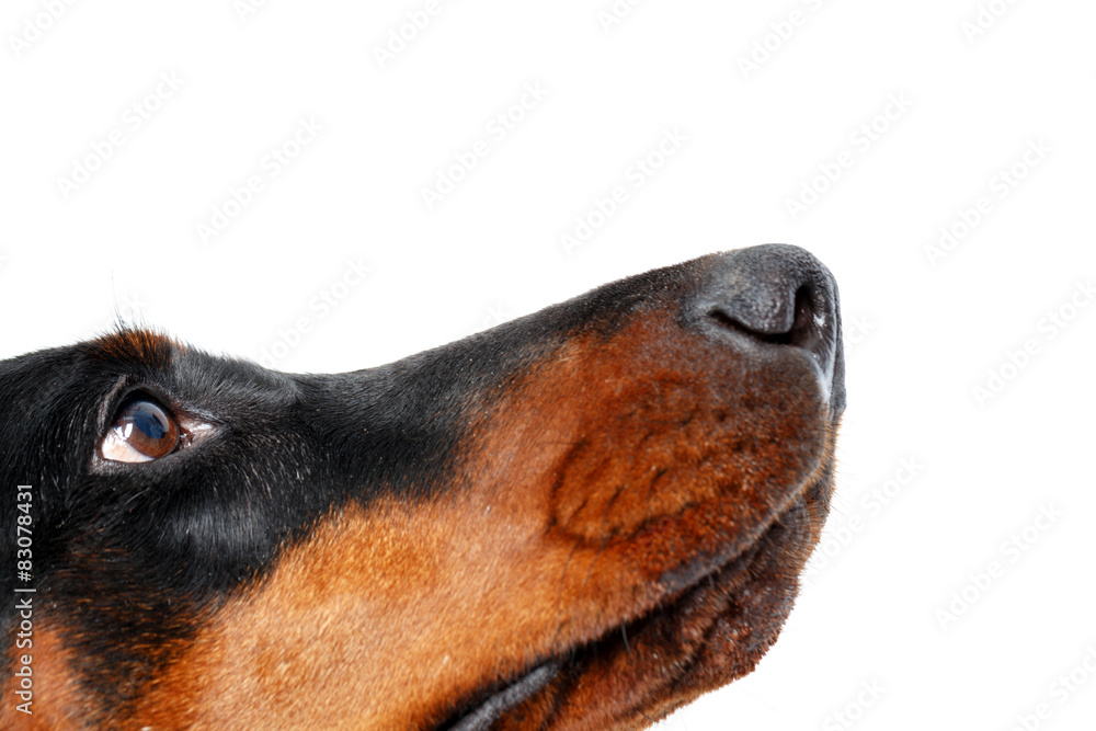 Close up of muzzle by dog  