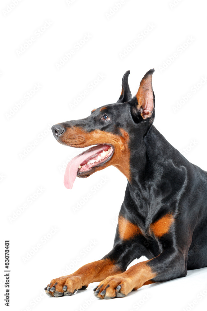 Lying playful dobermann pinscher on isolated white background Lying playful dobermann pinscher on isolated white background