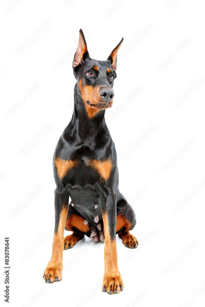 Sitting doberman pinscher on white isolated background Sitting doberman pinscher on white isolated background