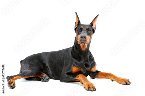 Photographie Doberman pinscher lying with important look