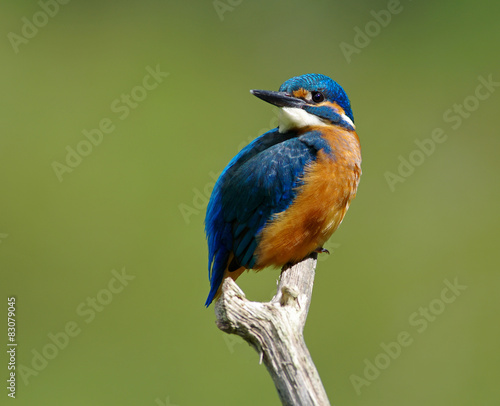 Kingfisher on a branch -16