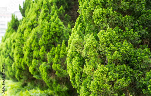 a well landscaped hedge of bushes boxwood, background