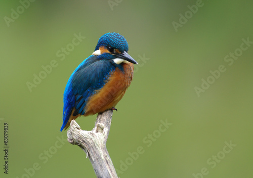Kingfisher on a branch -15