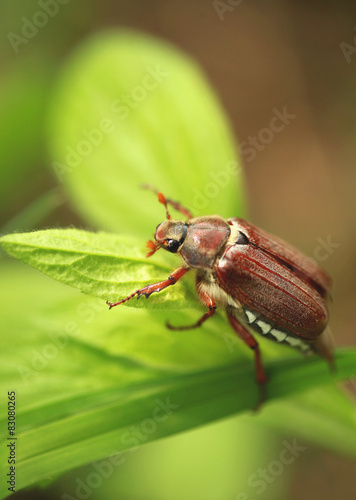 may-bug © olena